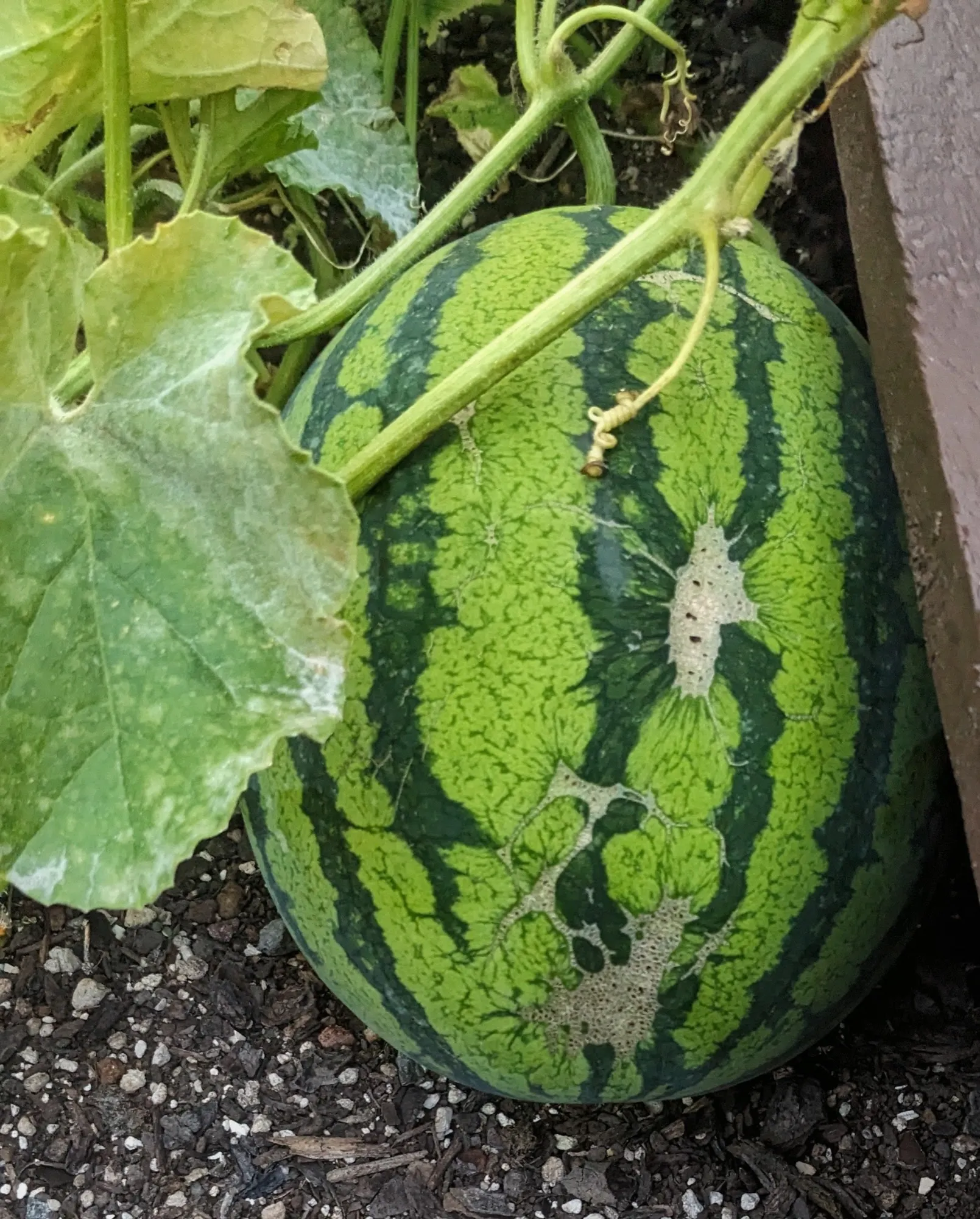 Home-grown garden produce
