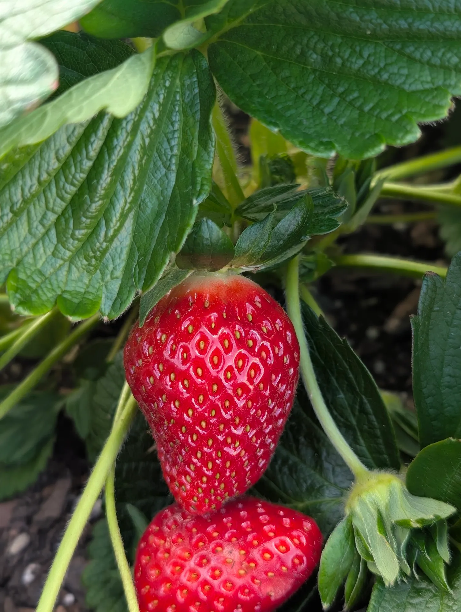 Home-grown garden produce