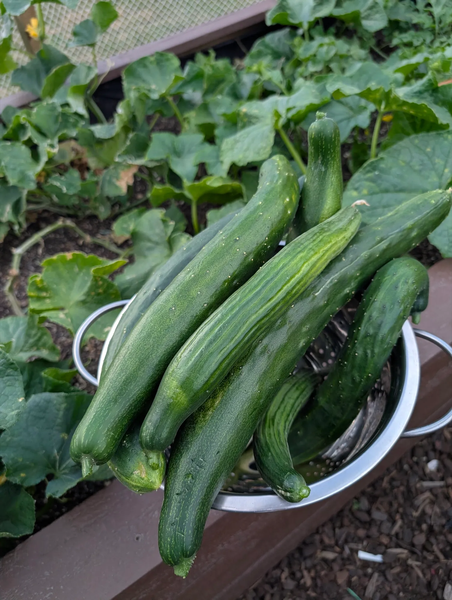 Home-grown garden produce