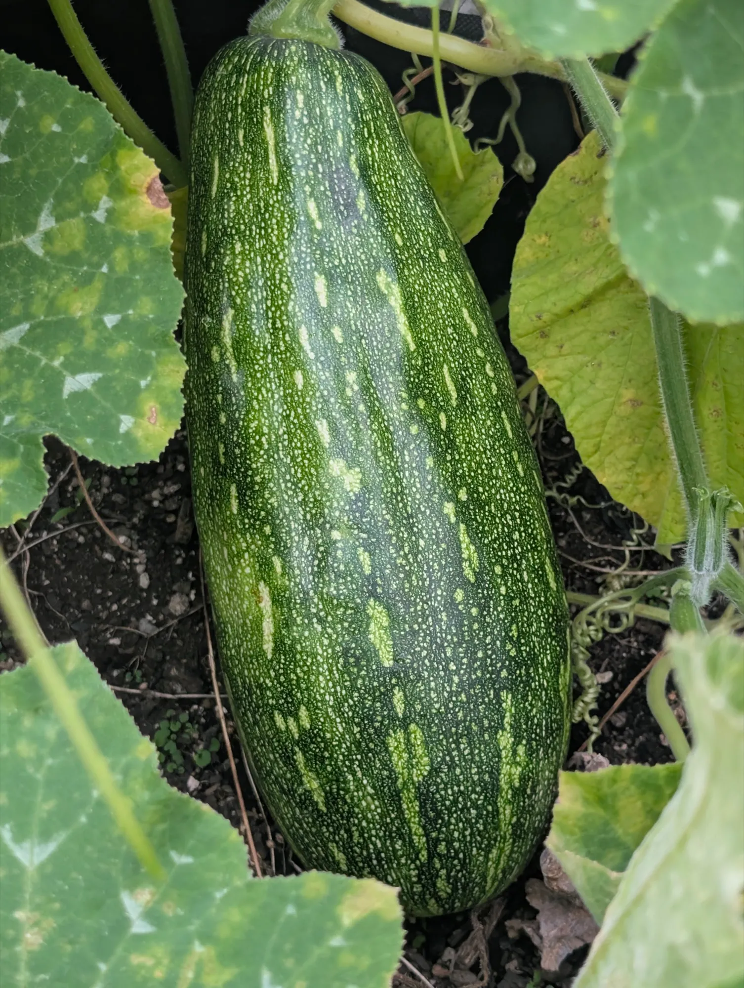 Home-grown garden produce
